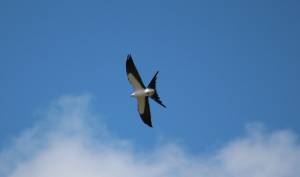 Tern Flies Overhead