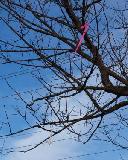 Bill Eichelberger's Custom Rockets - ATW